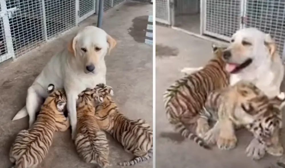 El viral ha sido compartido en el canal Pet x animals Video. Foto: captura de YouTube