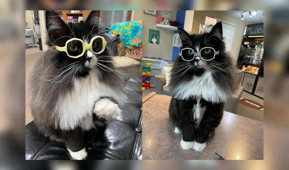 La gata es capaz de dar las gracias e incluso elegir sus propio par de gafas. Foto: captura de Instagram La gata es capaz de dar las gracias e incluso elegir sus propio par de gafas. Foto: captura de Instagram