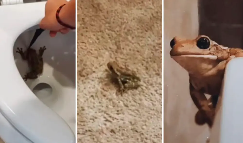 Grande fue la sorpresa de la joven al encontrar a un sapo de regular tamaño alojado en una de las paredes del inodoro. Foto: captura de TikTok/@priscilla_cast.oficial