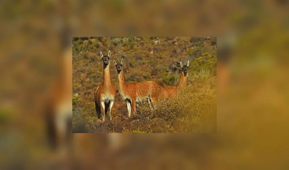 Nuevo proyecto para conservación del guanaco. Foto: Andina