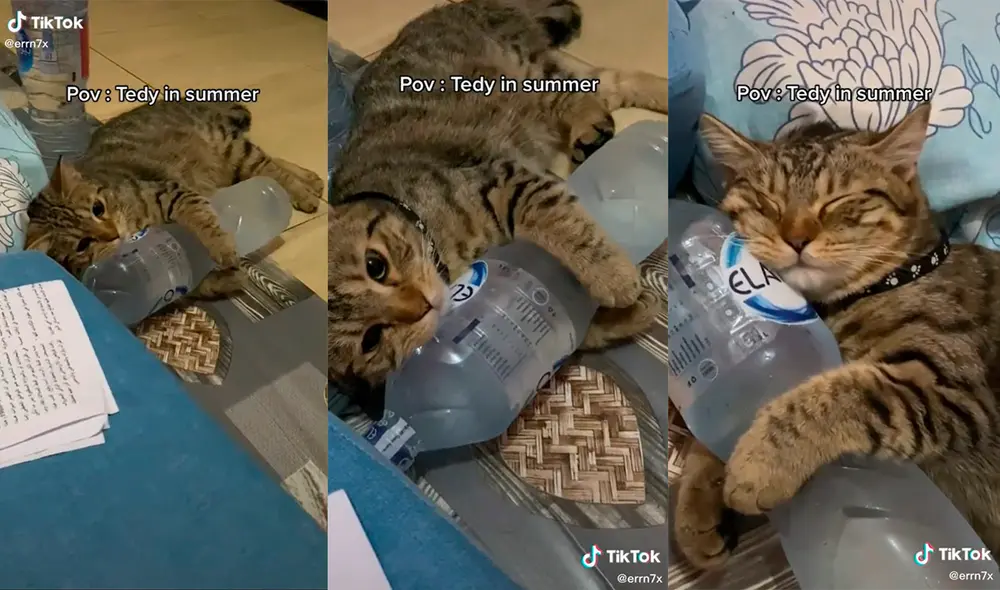 El minino cautivó a miles de cibernautas con su ocurrencia para poder sobrellevar las altas temperaturas. Foto: captura de TikTok