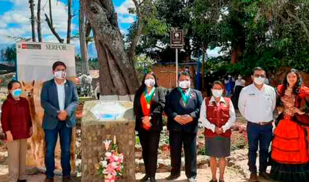 Este ejemplar de la especie forestal capulí (Prunus serotina) está ubicado a 2.626 metros de altitud. Foto: Andina Este ejemplar de la especie forestal capulí (Prunus serotina) está ubicado a 2.626 metros de altitud. Foto: Andina