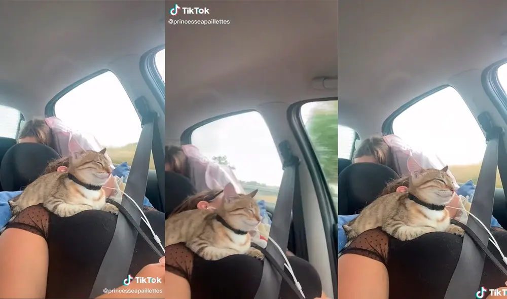 El minino conmovió a los presentes con un tierno comportamiento al recostarse sobre la mujer. Foto: captura de TikTok El minino conmovió a los presentes con un tierno comportamiento al recostarse sobre la mujer. Foto: captura de TikTok