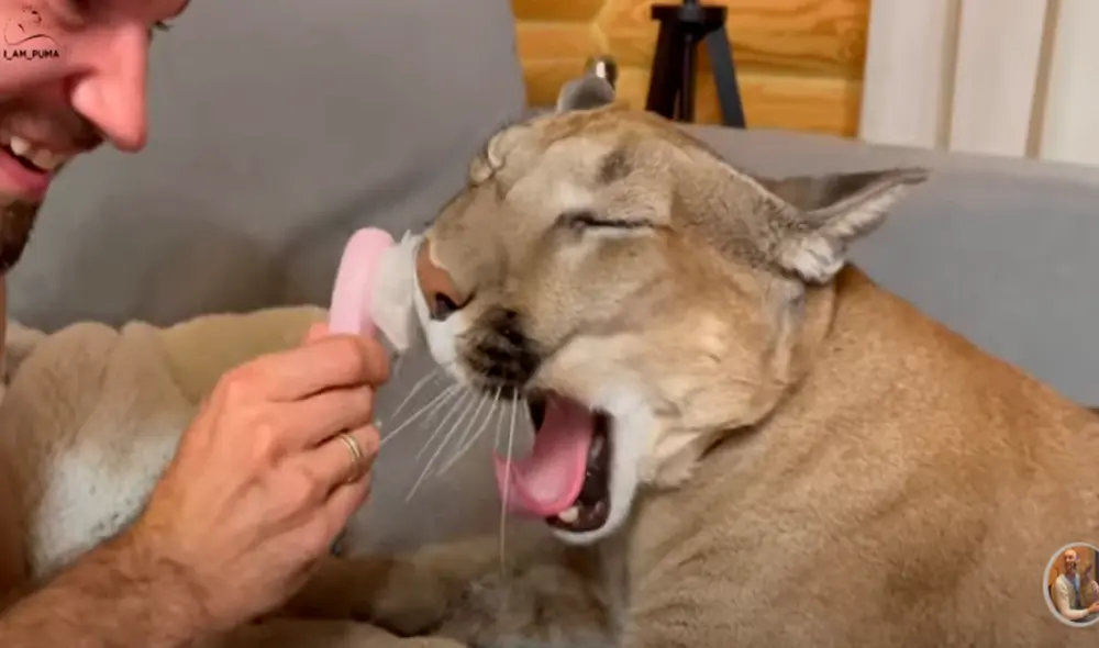 El video viral ha sido compartido en el canal I_am_puma. Foto: captura de YouTube