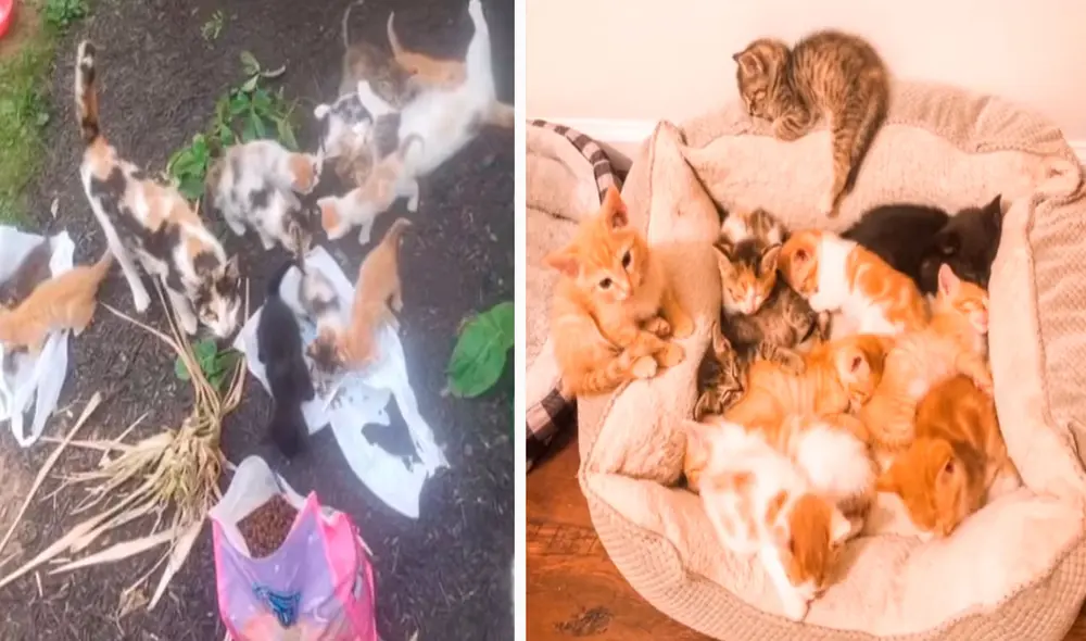 Unos jóvenes encontraron a unos animales que se refugiaron en el jardín de una casa, por ello, los atendieron y los pusieron en adopción. Foto: captura de YouTube