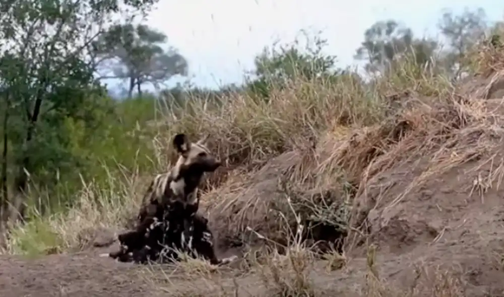 El video viral ha sido compartido en el canal Rumble Viral. Foto: captura de YouTube El video viral ha sido compartido en el canal Rumble Viral. Foto: captura de YouTube