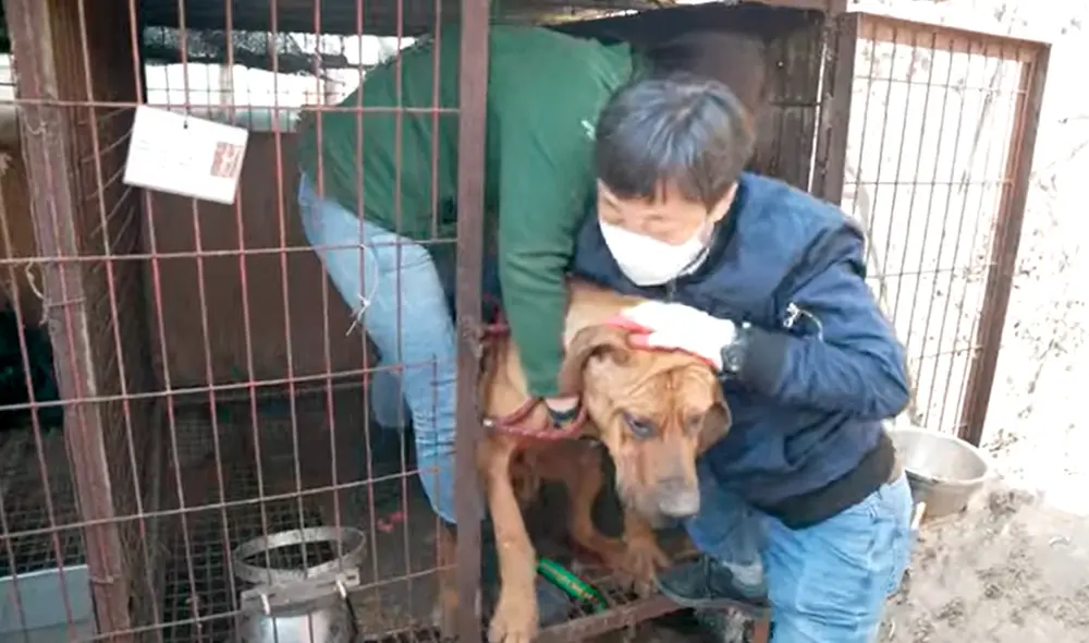 Las mascotas se encontraban en un matadero de Yongin y posteriormente trasladados a un mercado de carnes exóticas. Foto: captura de YouTube Las mascotas se encontraban en un matadero de Yongin y posteriormente trasladados a un mercado de carnes exóticas. Foto: captura de YouTube