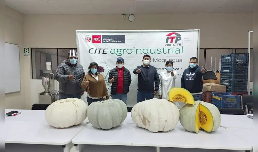 Productores de Tacna apuntan a exportar zapallo a diversos mercados. Foto: Difusión Productores de Tacna apuntan a exportar zapallo a diversos mercados. Foto: Difusión