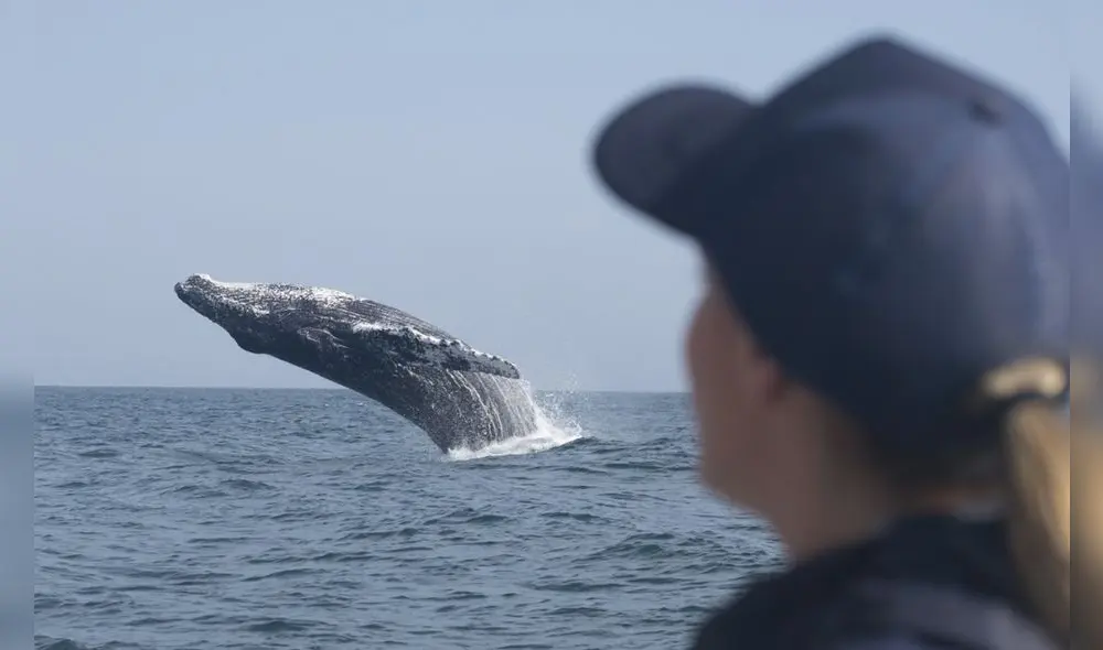 Más del 40% de las agencias de viaje ha cerrado hasta la fecha. Foto: difusión Más del 40% de las agencias de viaje ha cerrado hasta la fecha. Foto: difusión