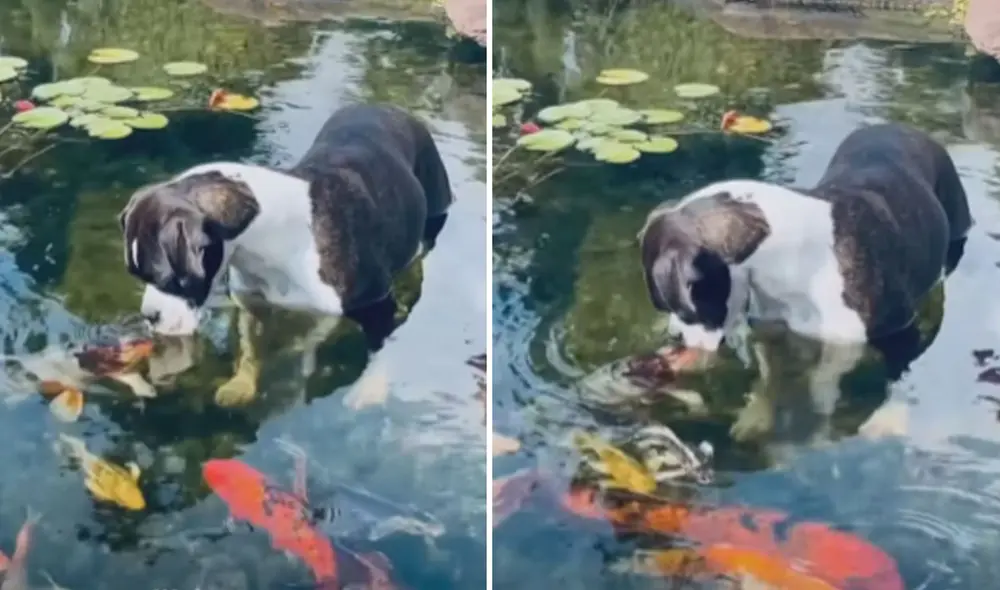 Miles de usuarios quedaron cautivados con las imágenes. Foto: captura de YouTube