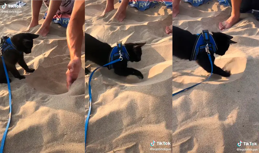 El minino cautivó a los presentes con unas adorable actuación. Foto: captura de TikTok