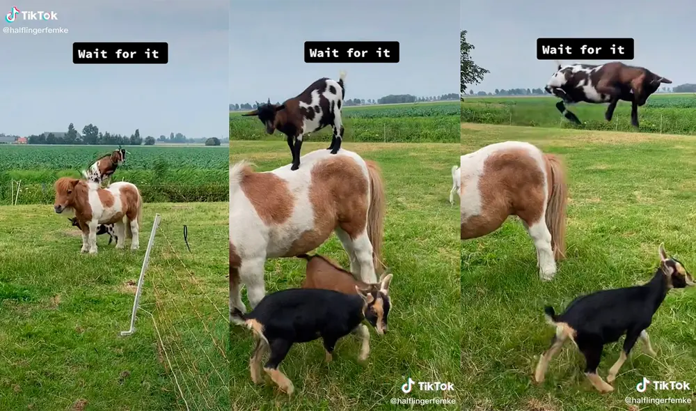 Los borregos desarrollaron una hilarante dinámica al querer jugar con el poni. Foto: captura de TikTok
