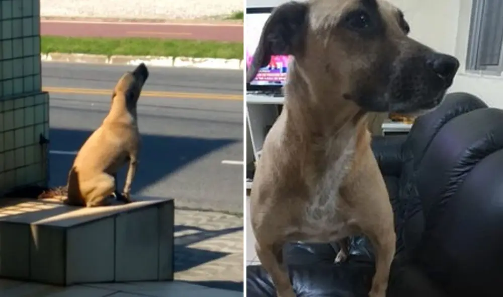 Miles de usuarios quedaron conmovidos con esta historia. Foto: captura de YouTube