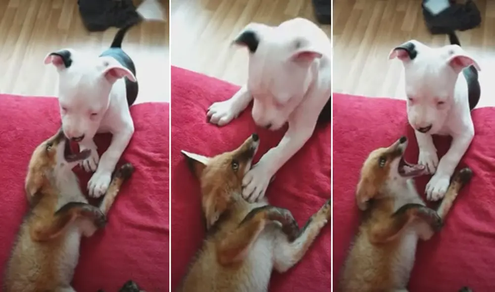 Miles de usuarios quedaron conmovidos con esta tierna escena. Foto: captura de YouTube Miles de usuarios quedaron conmovidos con esta tierna escena. Foto: captura de YouTube