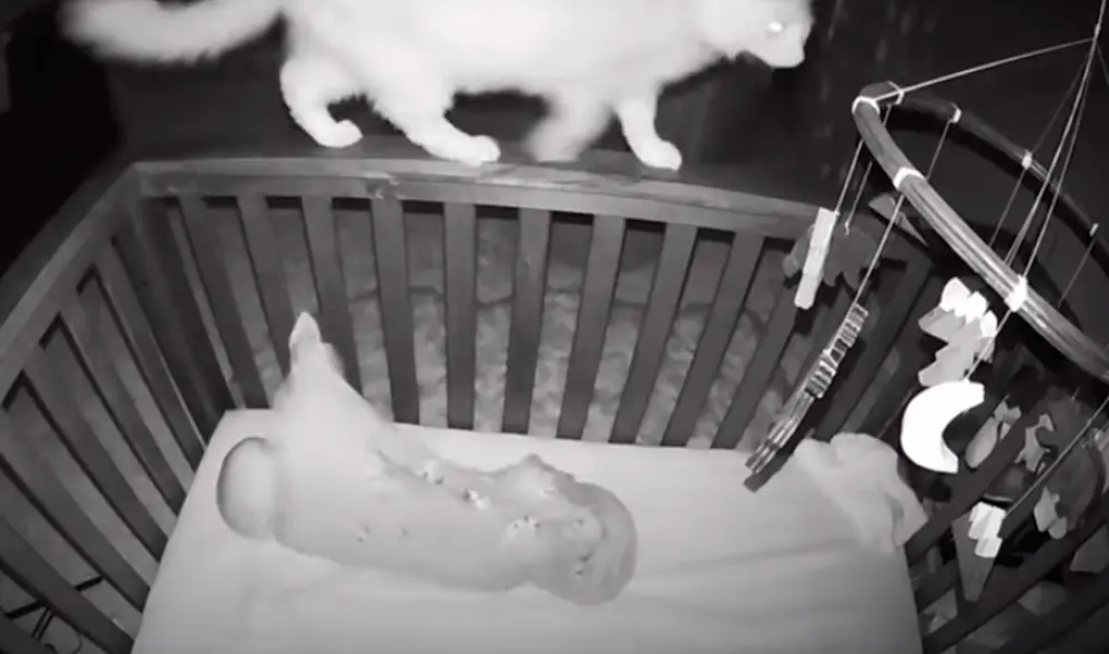 El video viral ha sido compartido en el canal ViralSnare Rights Management. Foto: captura de YouTube El video viral ha sido compartido en el canal ViralSnare Rights Management. Foto: captura de YouTube