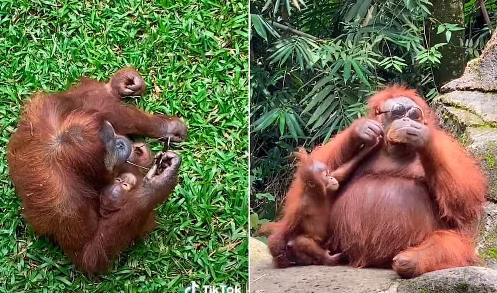 El orangután se colocó las gafas de sol como lo haría un humano. Foto: captura de TikTok