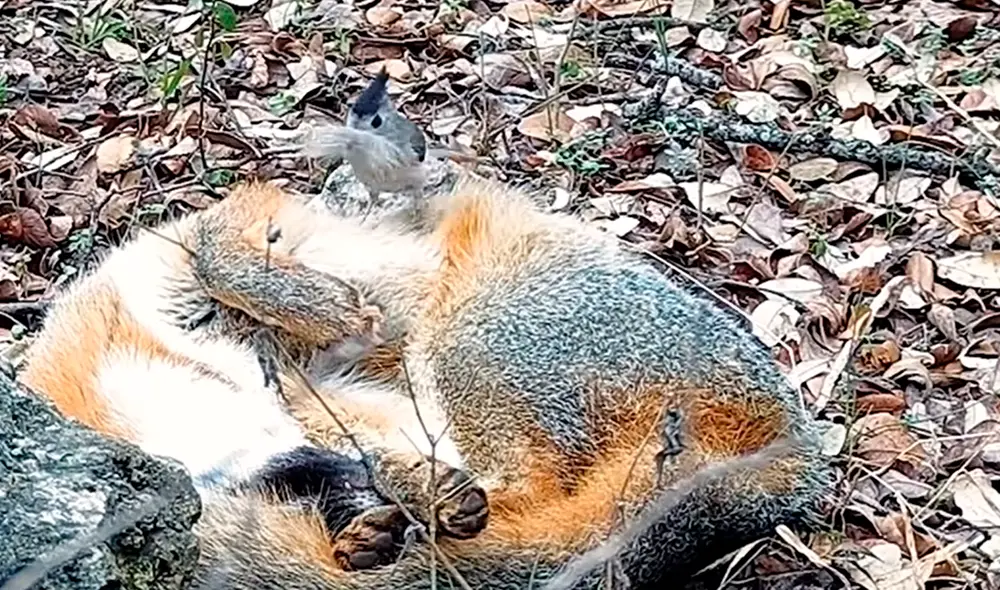 El ave muy valiente no se lo pensó dos veces para atreverse a quitarle unos cuantos pelos al zorro que ni se inmutó. Foto: captura de YouTube/@Vida Salvaje
