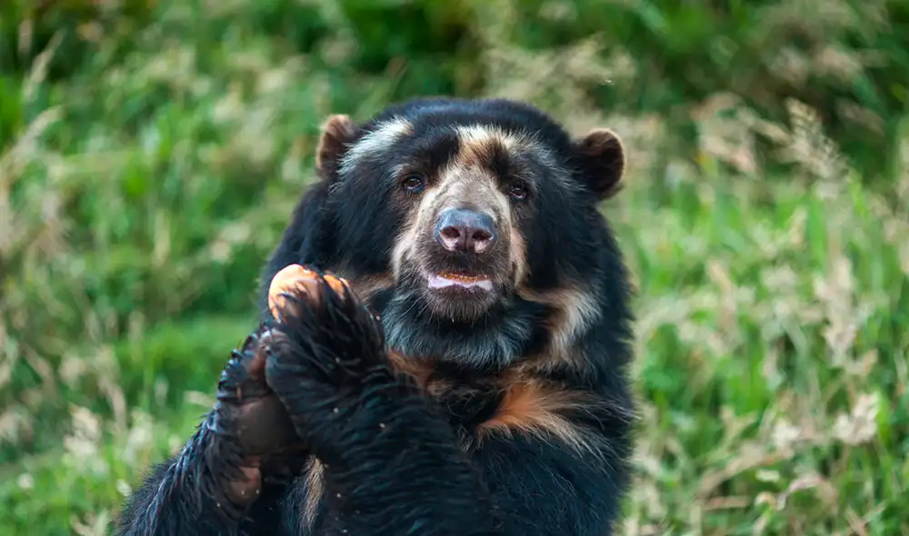 El oso de anteojos habita en la Cordillera de los Andes, en las montañas frías de Venezuela, Colombia, Ecuador, Perú y Bolivia. Foto: difusión