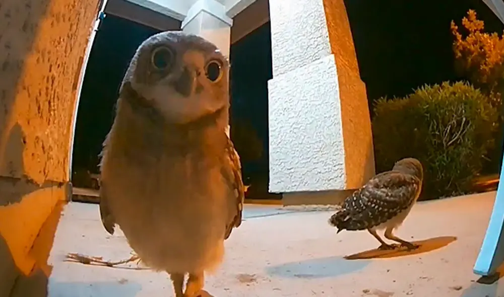 Una familia acomodó sus cosas tras mudarse a su nueva casa; sin embargo, no imaginaron que iban a recibir el ‘saludo’ de unos pequeños animales. Foto: captura de YouTube