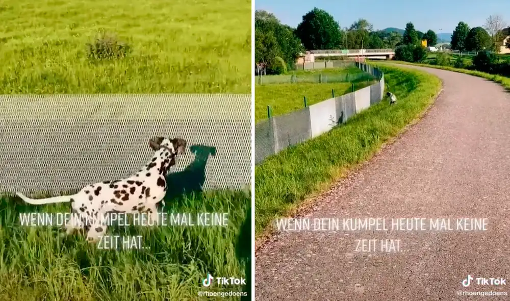 El sol reflejaba la sombra del perro en una reja de metal, pero él veía a su ‘nuevo amigo’. Foto: captura de TikTok El sol reflejaba la sombra del perro en una reja de metal, pero él veía a su ‘nuevo amigo’. Foto: captura de TikTok