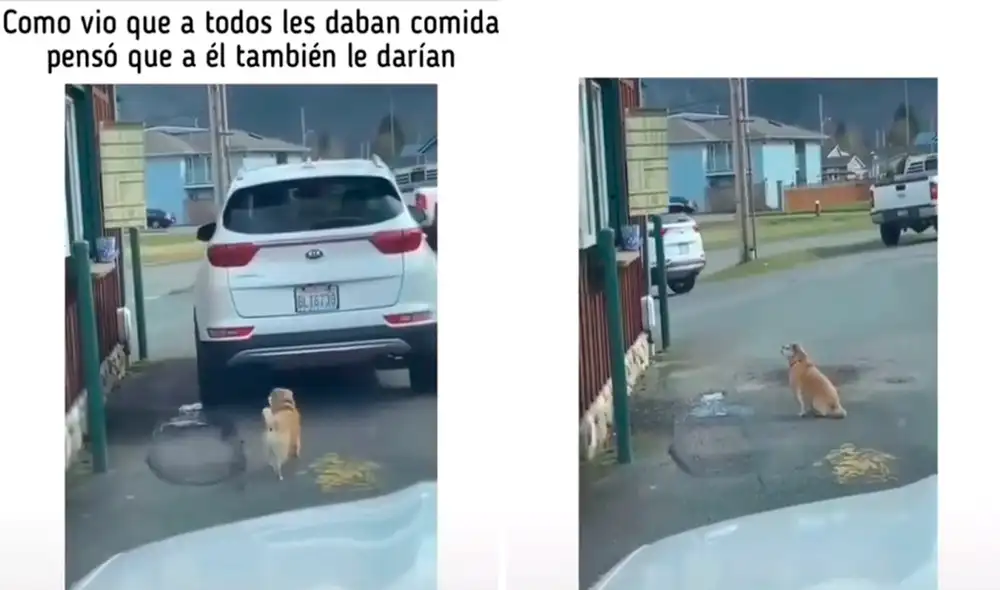 El video ha generado muchos comentarios debido que las personas solo graban y no ofrecen ayuda a estos animales. Foto: captura de TikTok El video ha generado muchos comentarios debido que las personas solo graban y no ofrecen ayuda a estos animales. Foto: captura de TikTok