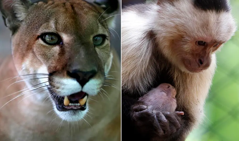 Gracias a la Fuerza Aérea colombiana se reintrodujo al medio ambiente a los animales rescatados. Foto: composición/EFE Gracias a la Fuerza Aérea colombiana se reintrodujo al medio ambiente a los animales rescatados. Foto: composición/EFE