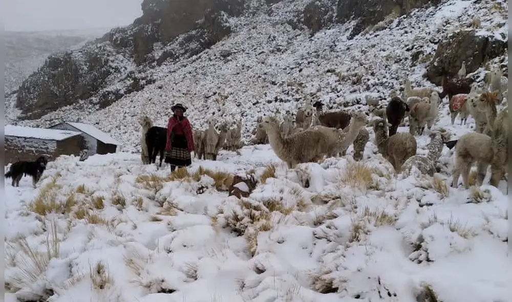 Afectados piden atención para su ganados. Foto: Coer Afectados piden atención para su ganados. Foto: Coer
