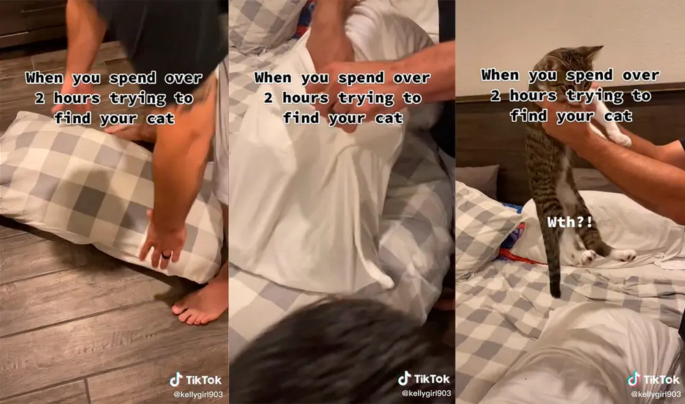 El minino asustó a sus dueños al permanecer cerca de dos horas desaparecido. Foto: captura de TikTok