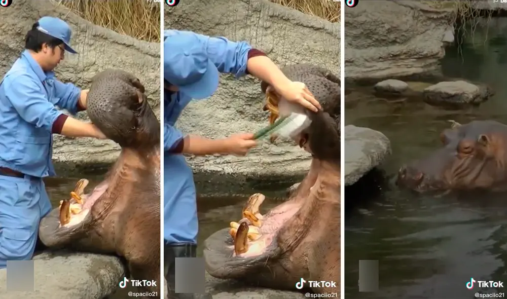 El hipopótamo disfruta de su higiene bucal y una vez satisfecho vuelve a hundirse en el agua. Foto: captura de TikTok El hipopótamo disfruta de su higiene bucal y una vez satisfecho vuelve a hundirse en el agua. Foto: captura de TikTok