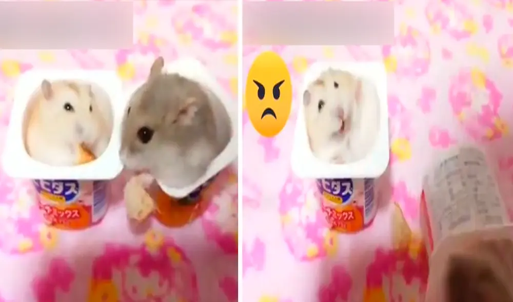 Uno de los hámsteres no quiso compartir su comida y lanzó a su compañero unos centímetros más adelante. Foto: captura de TikTok