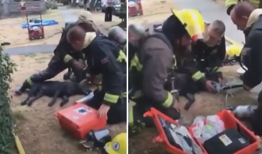 YouTube viral: bomberos rescatan a perrito de un incendio en su casa y ...