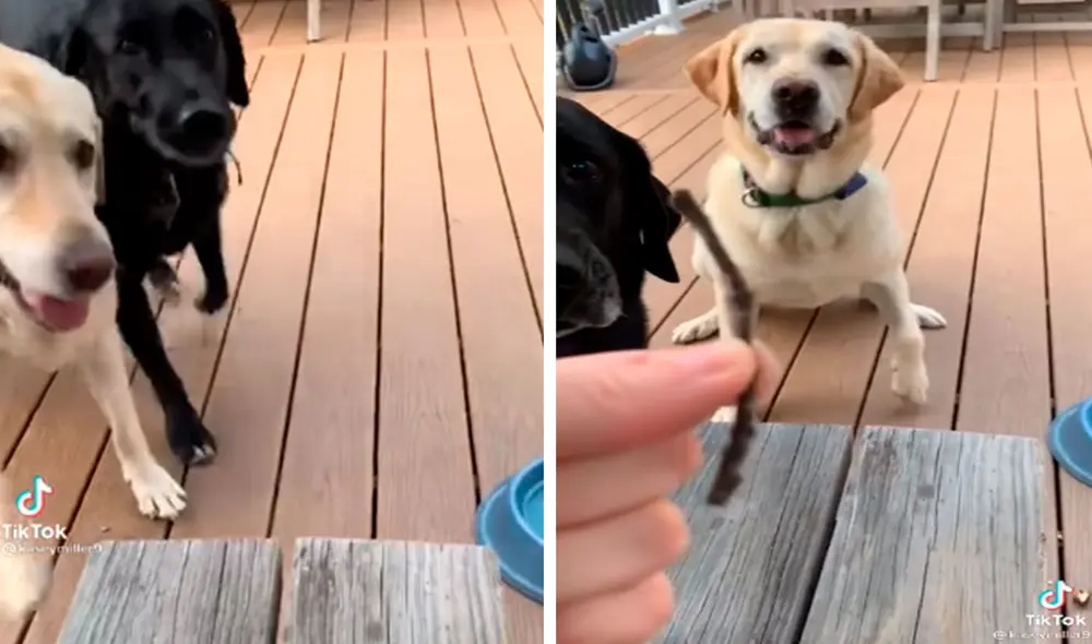 Unos perritos se acercaron emocionados a su dueña para entregarle un obsequio que encontraron en su paseo, pero hubo un detalle que llamó la atención. Foto: captura de TikTok