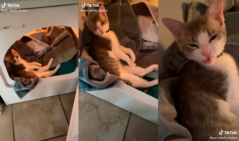 El minino cautivó a su dueño al dormir dentro del artefacto. Foto: captura de TikTok