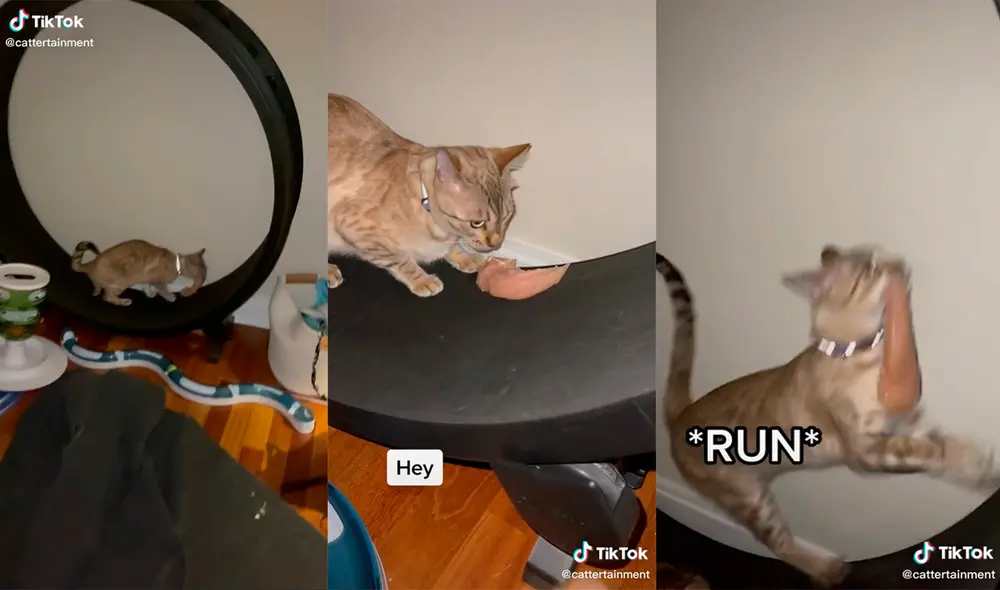 La mujer no pudo evitar reírse ante la inesperada ocurrencia de su mascota. Foto: captura de TikTok La mujer no pudo evitar reírse ante la inesperada ocurrencia de su mascota. Foto: captura de TikTok