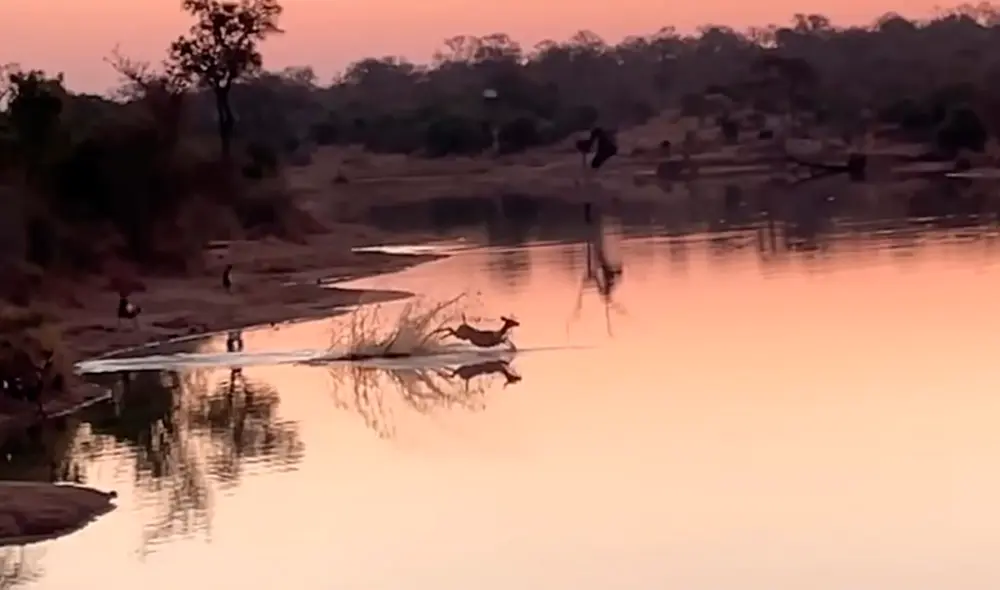 El pequeño mamífero con gran astucia logró librarse de 16 hienas que lo interceptaron cerca de una laguna llena de hipopótamos y cocodrilos. Foto: captura de YouTube