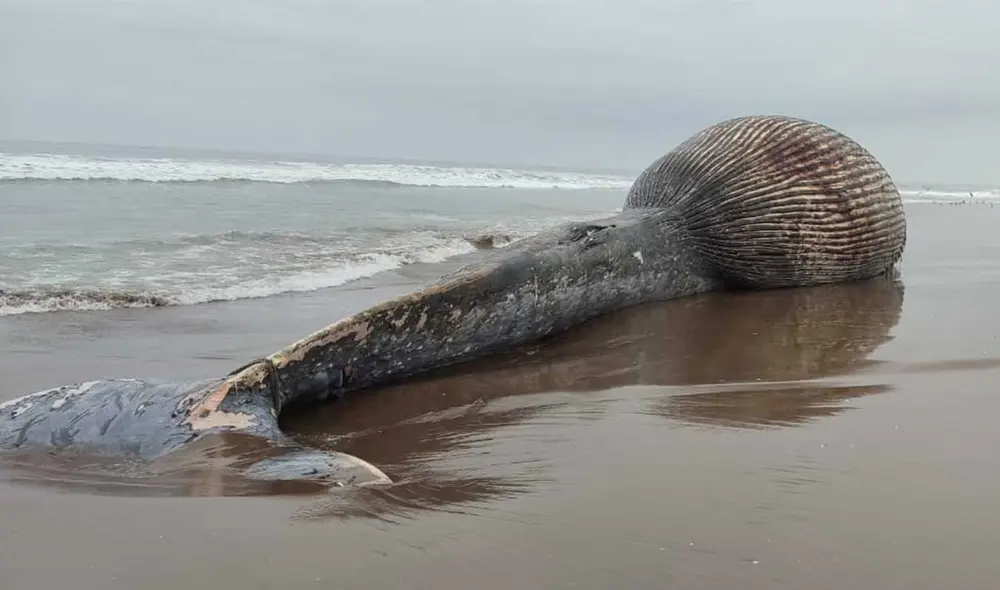 La ballena medía 27 metros de largo. Foto: Municipalidad La Yarada Los Palos La ballena medía 27 metros de largo. Foto: Municipalidad La Yarada Los Palos