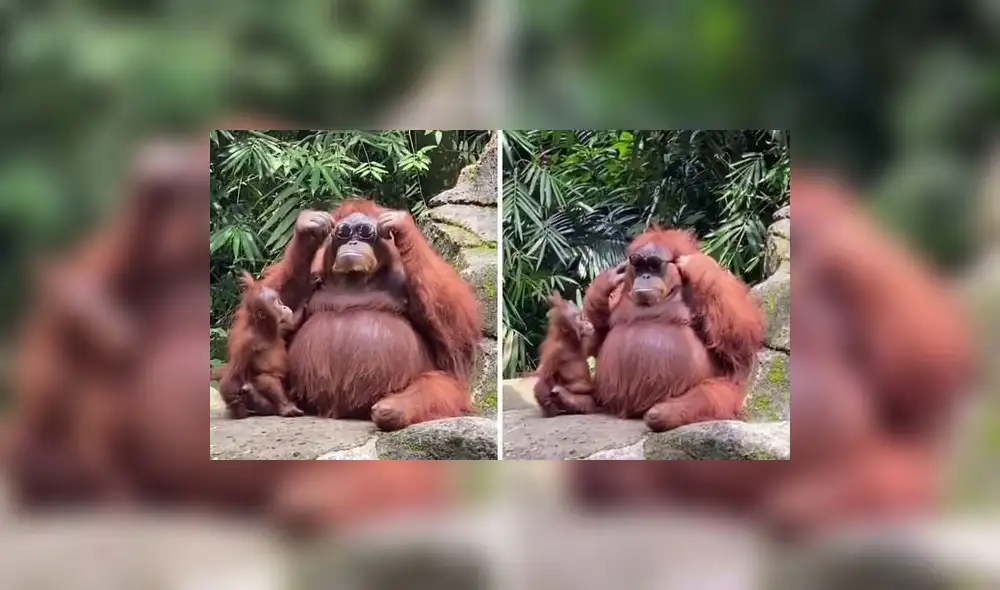 El primate se divirtió con el accesorio. Foto: captura de TikTok El primate se divirtió con el accesorio. Foto: captura de TikTok