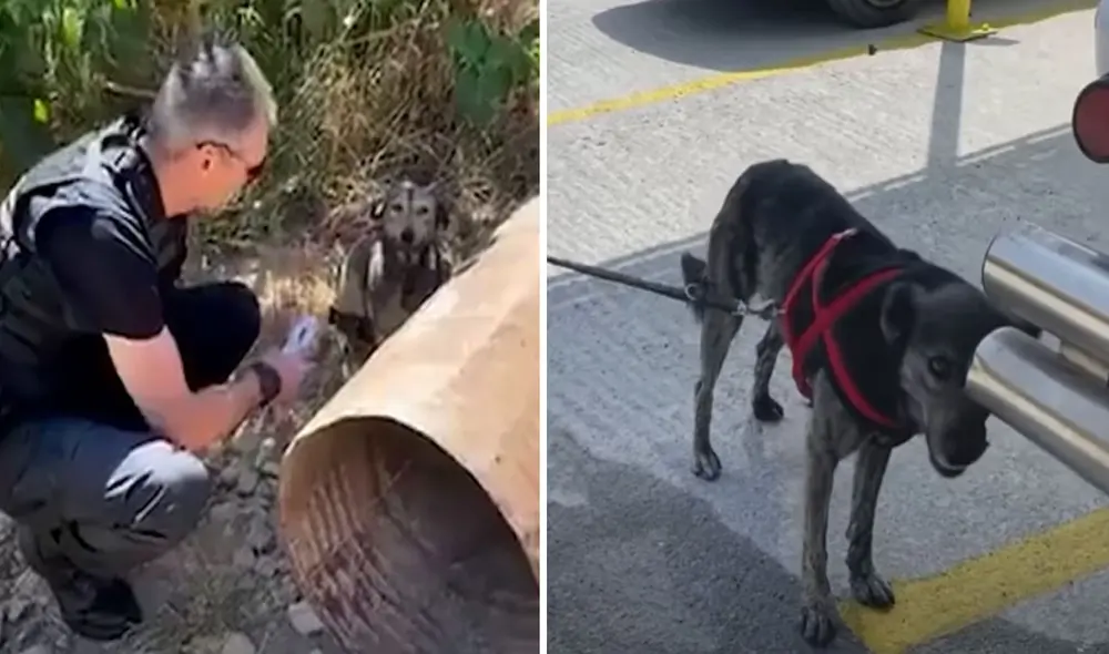 Miles de usuarios en redes sociales quedaron conmovidos con esta historia. Foto: captura de YouTube