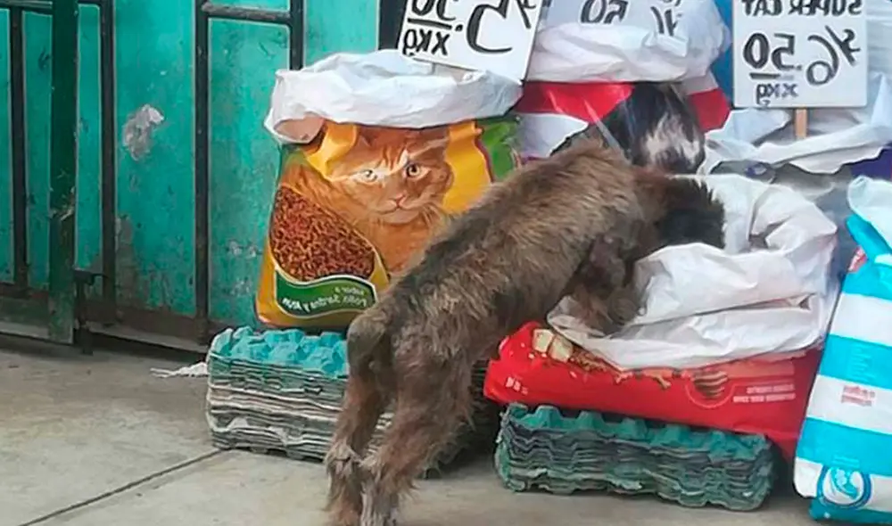 Un perrito se acercó a una tienda para comer a escondidas una bolsa llena de croquetas; sin embargo, el dueño lo descubrió y no imaginó que iba a ayudarlo. Foto: Carlos Salome/ Facebook