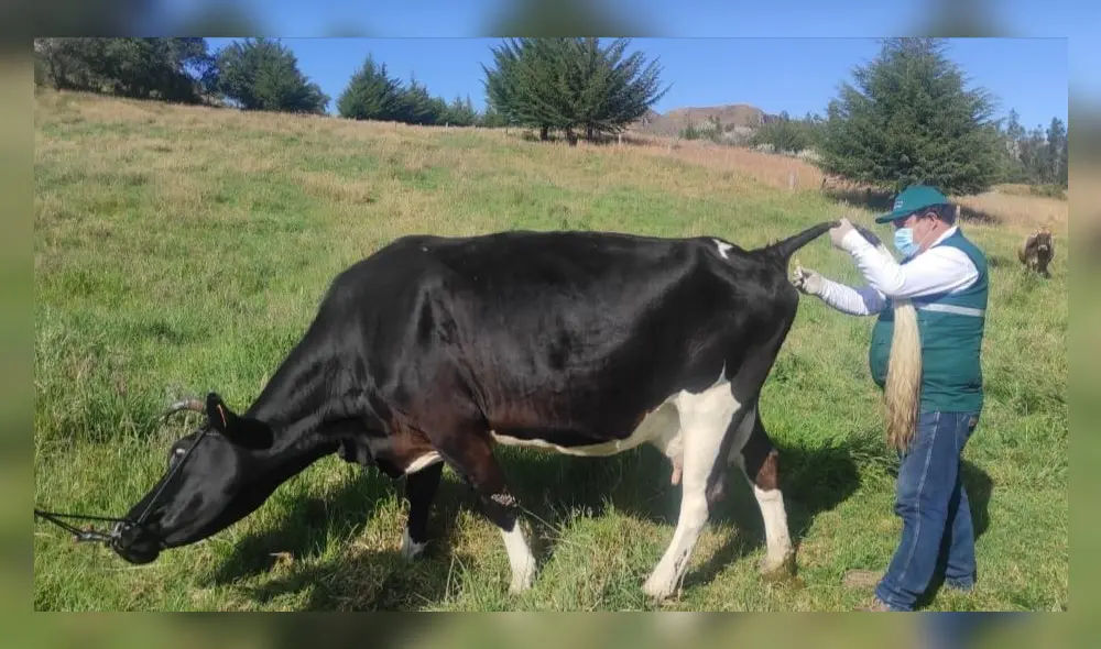 Desde el año 2010 La Libertad tiene silencio epidemiológico a la brucelosis. Foto: Senasa