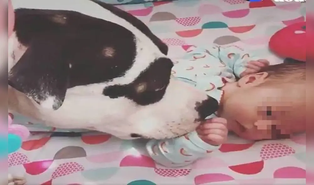 El animal se muestra cariñoso con las pequeñas en todo momento. Foto: captura de Twitter
