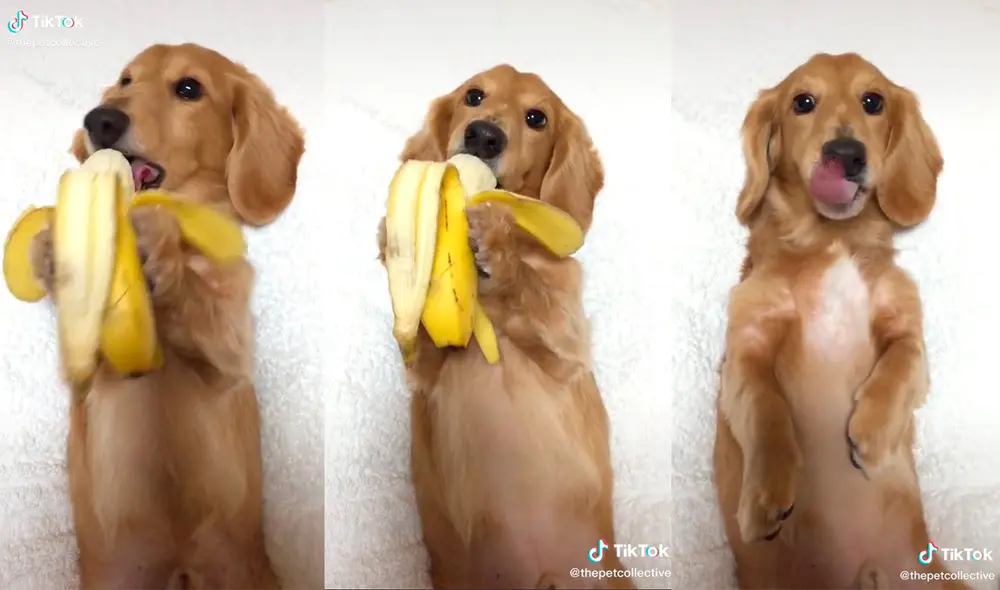 El can logró cautivar a miles de cibernautas con su tierno comportamiento. Foto: captura de TikTok