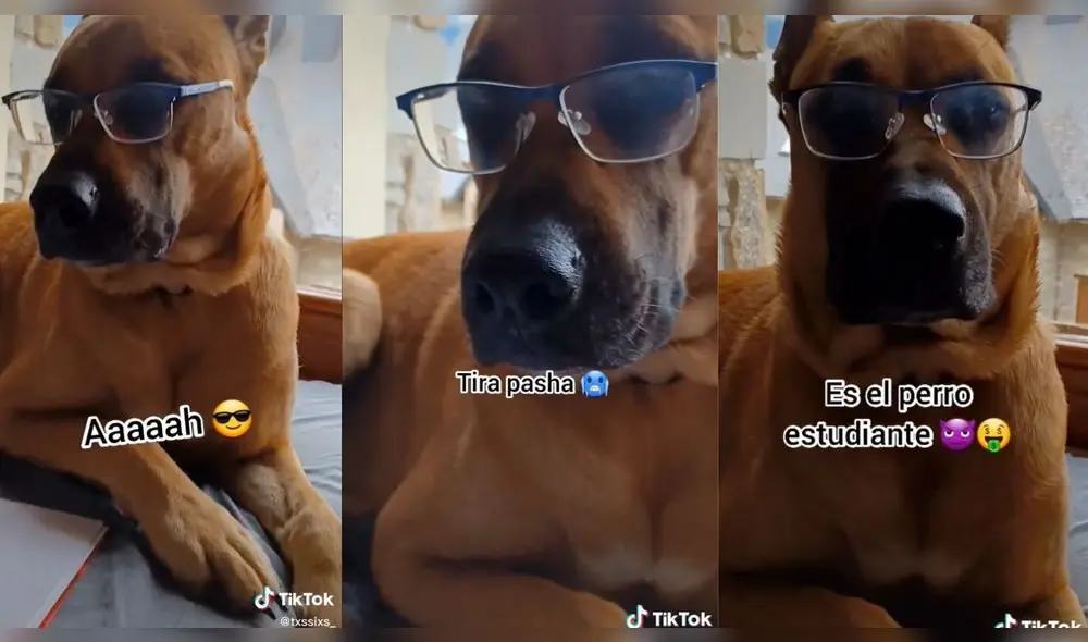 El perro se viralizó en TikTok y otras redes sociales. Foto: captura de TIkTok