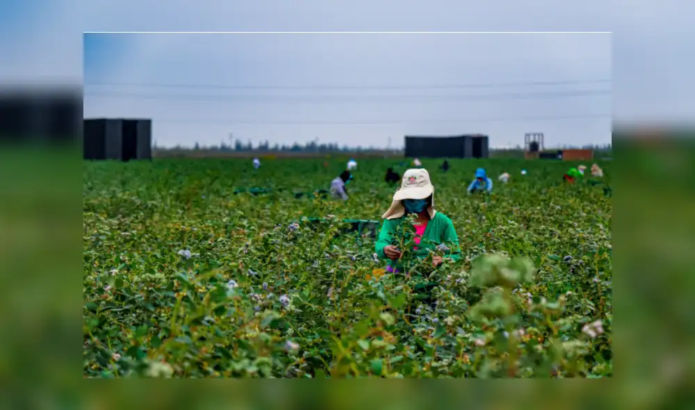 Damián Vásquez destacó que el proyecto Olmos genera miles de puestos de trabajo directos e indirectos. Foto: difusión Damián Vásquez destacó que el proyecto Olmos genera miles de puestos de trabajo directos e indirectos. Foto: difusión