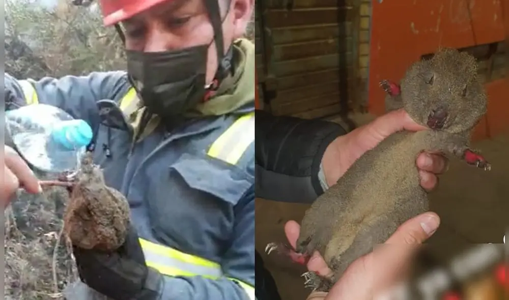 Los suboficiales rescataron al animal y lo pusieron a buen recaudo para su tratamiento. Foto: Entre Patitas
