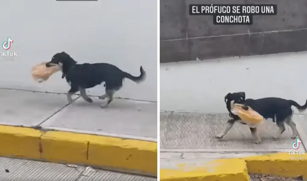 Estas imágenes sacaron miles de sonrisas entre usuarios de las redes sociales. Foto: captura de TikTok