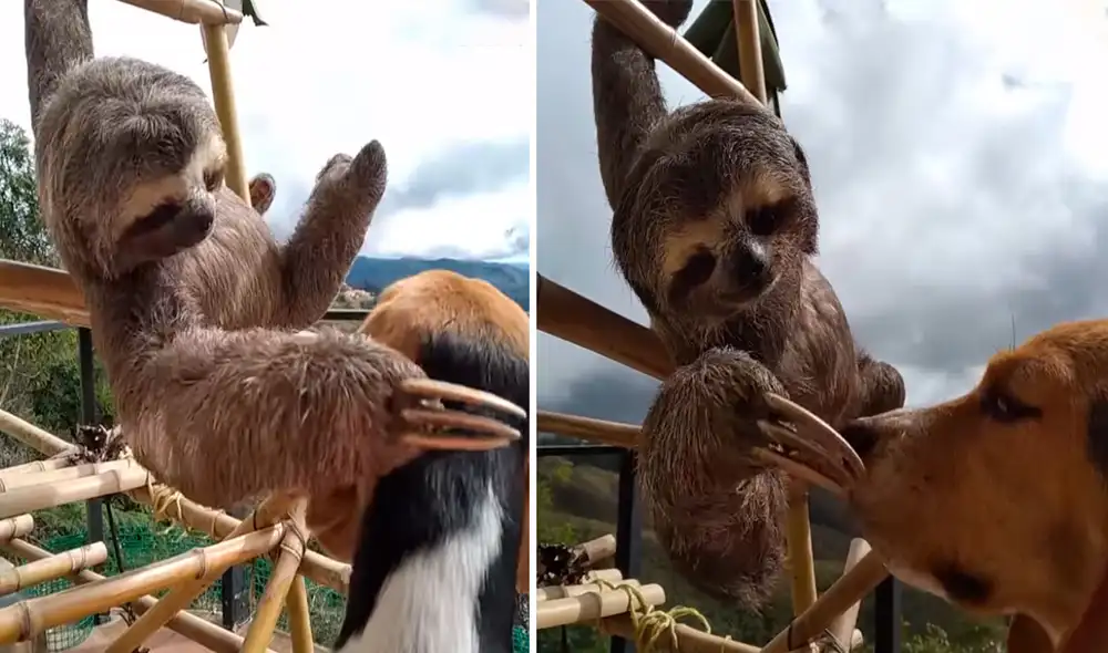 Los voluntarios de un refugio rescataron a un oso perezoso que se mostraba tímido; por ello, le presentaron a un ‘amigo de cuatro patas’ para que se sintiera seguro. Foto: captura de YouTube Los voluntarios de un refugio rescataron a un oso perezoso que se mostraba tímido; por ello, le presentaron a un ‘amigo de cuatro patas’ para que se sintiera seguro. Foto: captura de YouTube