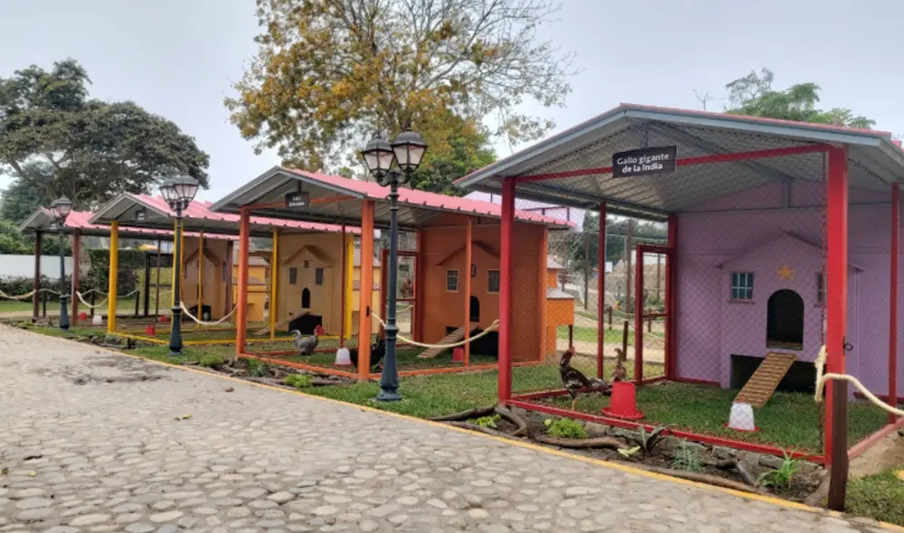 Visitantes podrán conocer al gallo gigante de la India, el gallo jalacunca, la gallina de Nueva Guinea, los gallos enanos, entre otros animales. Foto: Municipalidad de Lima