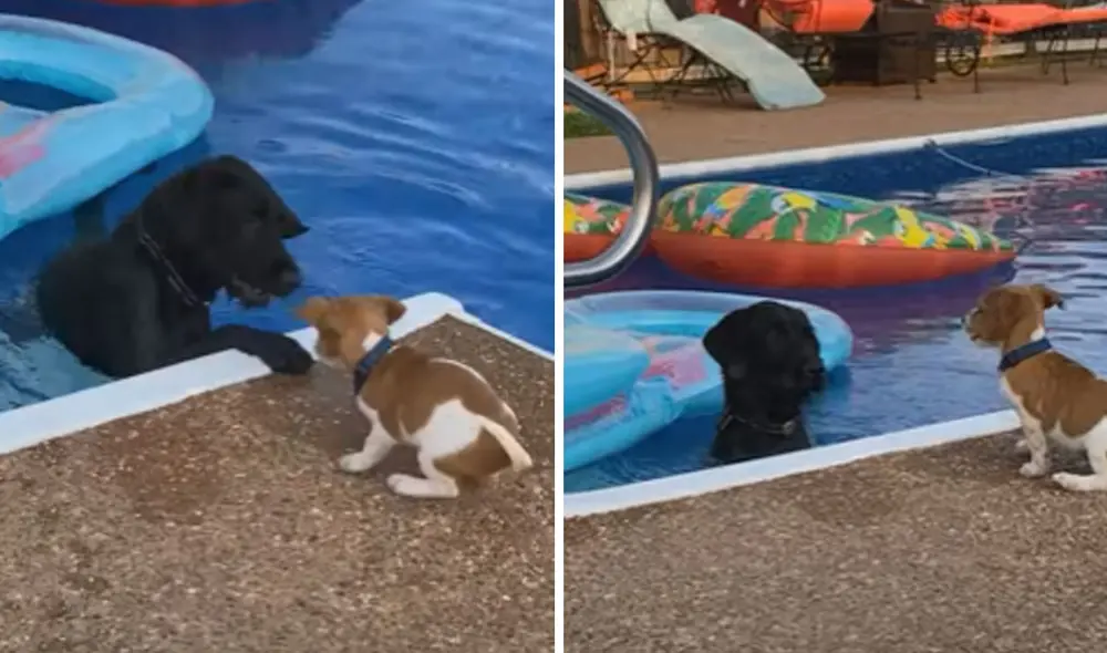 La curiosa escena tuvo un desenlace que llamó la atención en las redes sociales. Foto: captura de YouTube La curiosa escena tuvo un desenlace que llamó la atención en las redes sociales. Foto: captura de YouTube