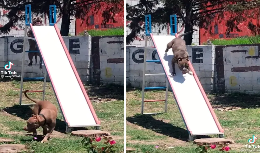 Un joven grabó el divertido momento que vivieron sus adorables mascotas al subir cada escalón hasta la cima para después deslizarse por un tobogán. Foto: captura de TikTok